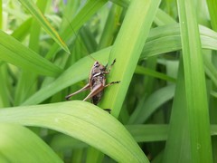 Eobiana engelhardti