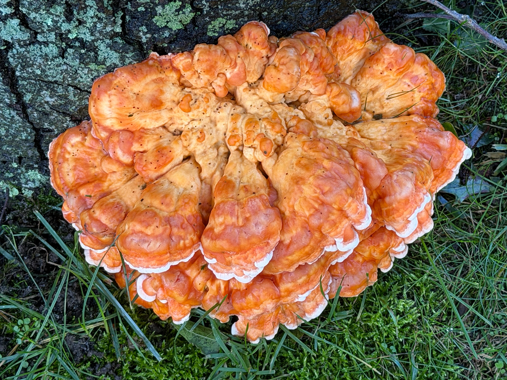 White-pored Chicken of the Woods · September 2026 · photo: Photo: no rights reserved · iNaturalist