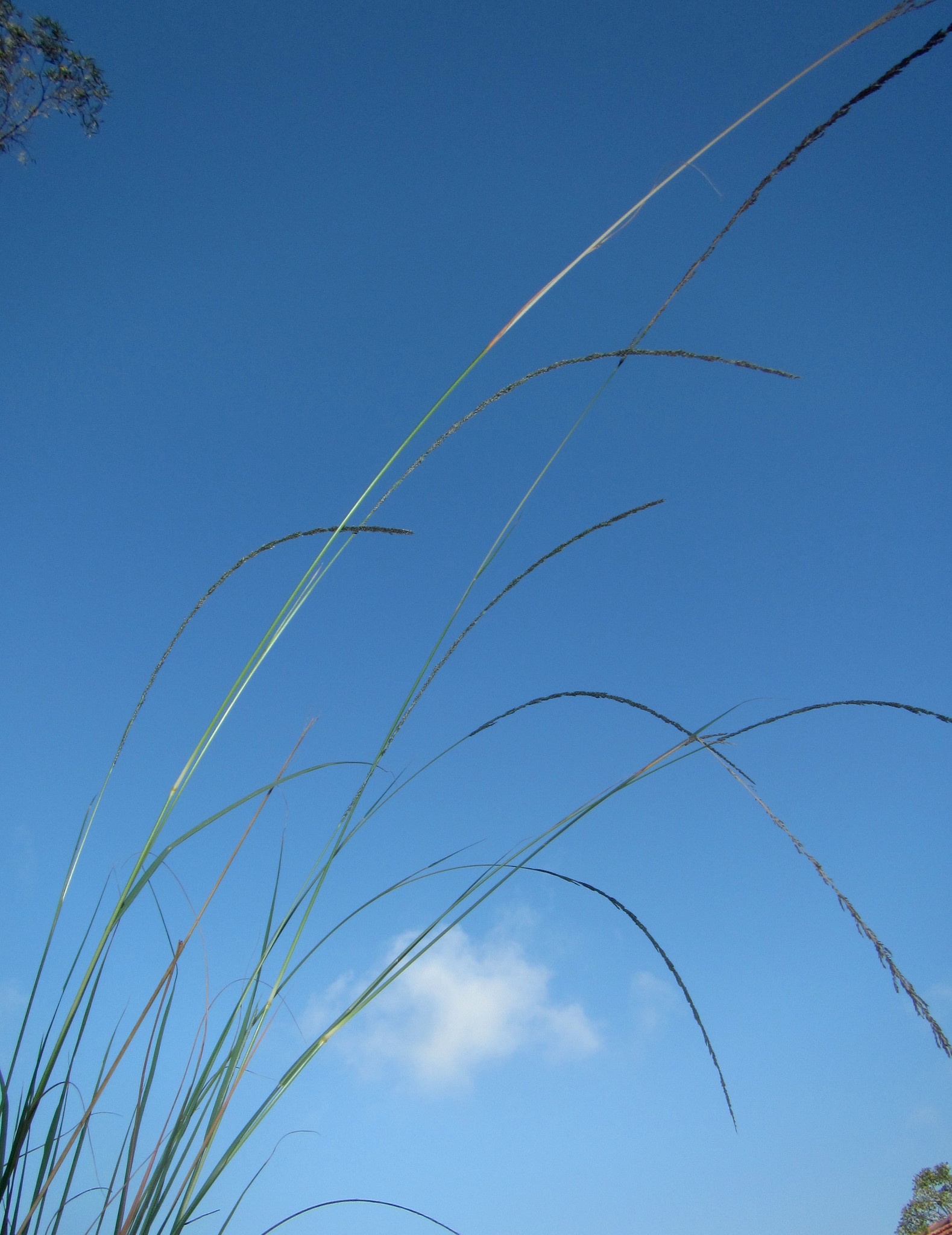 (c) Ricky Taylor, certains droits réservés (CC BY-NC) https://www.inaturalist.org/observations/46812849