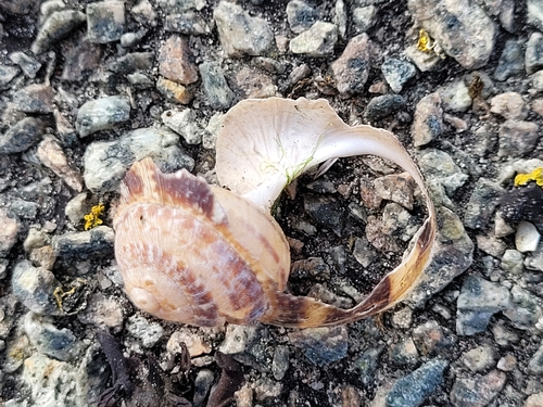 Garden Snail
