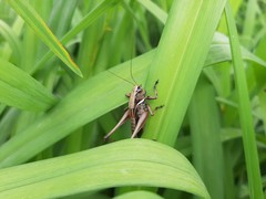 Eobiana engelhardti