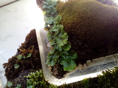 Marchantia polymorpha ruderalis