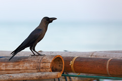 Corvus splendens