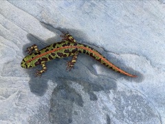 Triturus pygmaeus