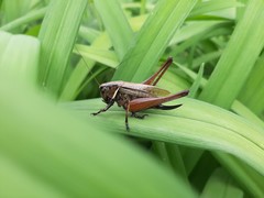 Eobiana engelhardti