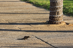 Funambulus palmarum