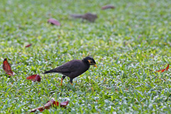 Acridotheres tristis
