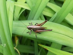Eobiana engelhardti