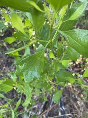 Baccharis halimifolia image