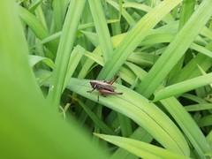 Eobiana engelhardti