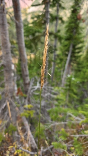 Elymus glaucus observed 2026-09-27
