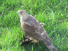 Accipiter cooperii