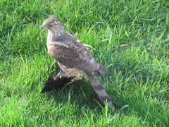Accipiter cooperii