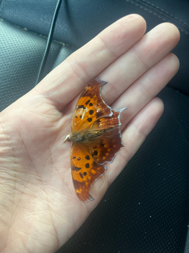 Question Mark