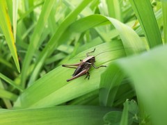 Eobiana engelhardti