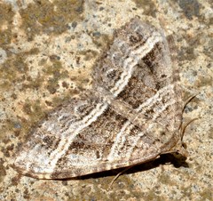 Chrysolarentia subrectaria