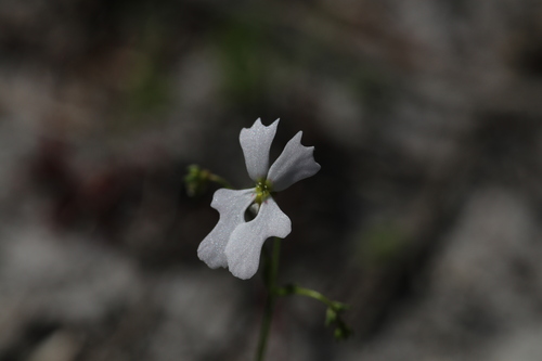 Stylidium androsaceum (Stylidium androsaceum)