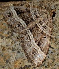 Chrysolarentia subrectaria