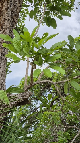 Tabebuia aurea observed 2026-09-29