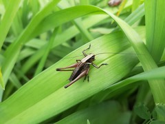 Eobiana engelhardti