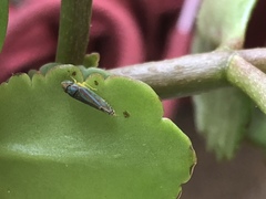 Graphocephala versuta