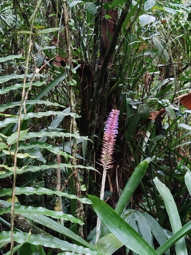 Matchstick Bromeliad