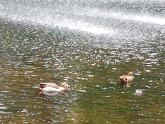 Alopochen aegyptiaca