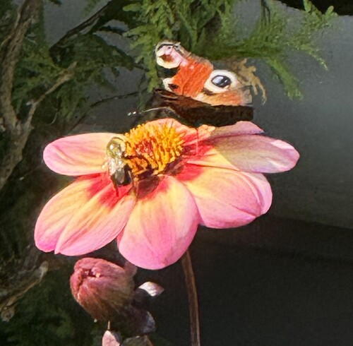 European Peacock Butterfly photo 4