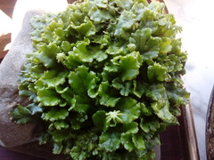 Marchantia polymorpha ruderalis