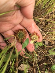 Trifolium virginicum