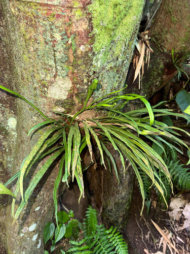 Antrophyum observed 2026-09-26