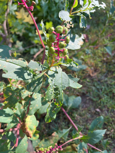 American pokeweed