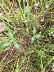 Trifolium virginicum