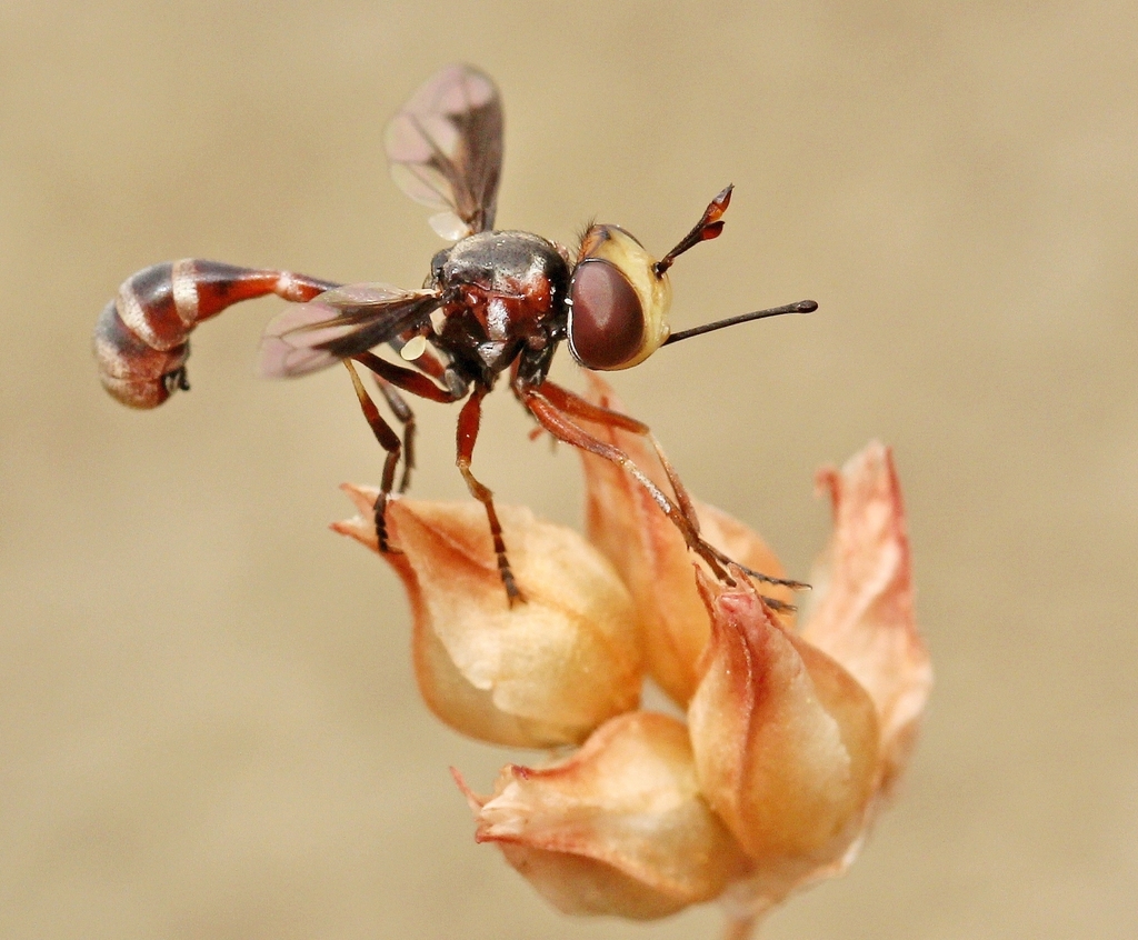 Physocephala pusilla
