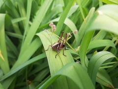 Eobiana engelhardti