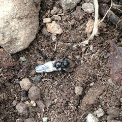 Bibio albipennis