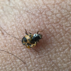 Hippodamia variegata