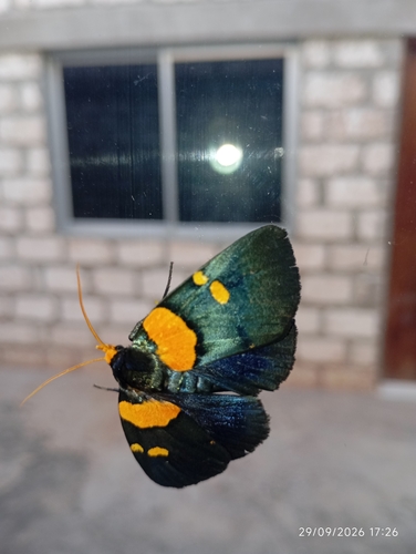 Egybolis vaillantina