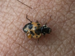 Hippodamia variegata