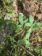 Trifolium virginicum