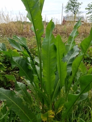 Rumex hydrolapathum