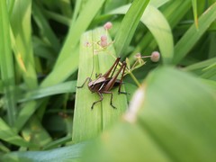 Eobiana engelhardti