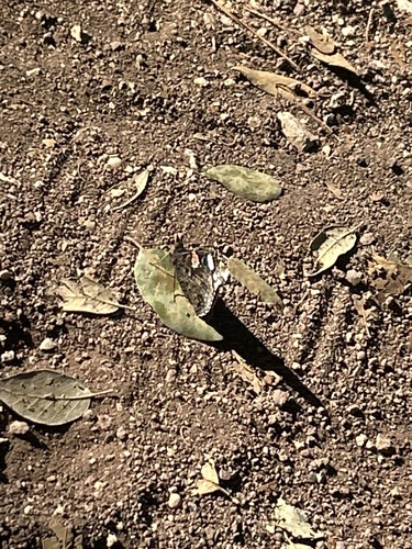 Red Admiral