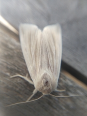 Acronicta insularis