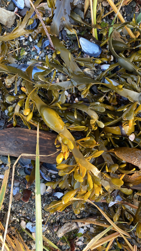 Knotted Wrack