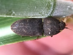 Agrypnus rectangularis