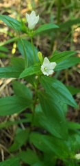 Moehringia