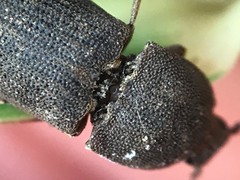 Agrypnus rectangularis