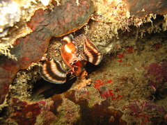 Dendrochirus biocellatus