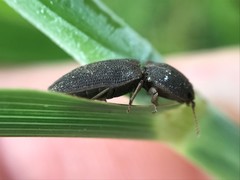 Agrypnus rectangularis